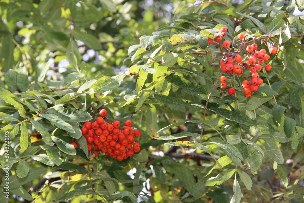 Bright hawthorn berries in green foliage