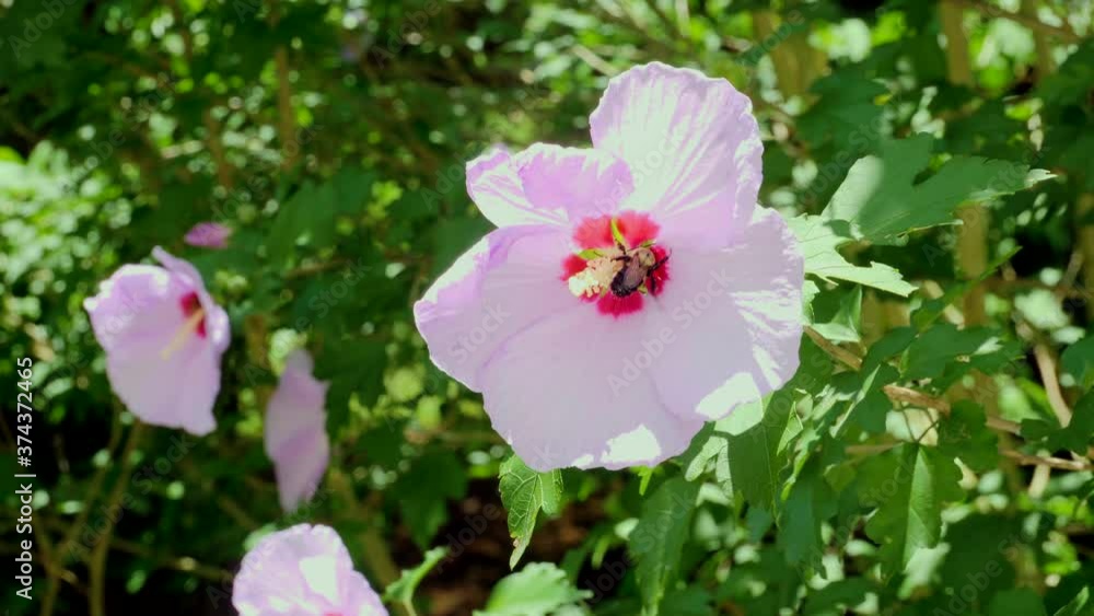 Honey bee collecting pollen, slow motion Honey bee collecting pollen, slow motion