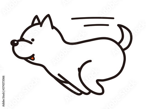走る白い柴犬