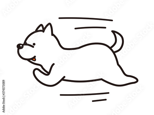 走る白い柴犬