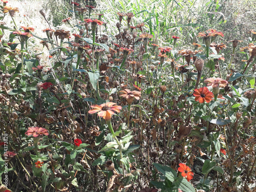 Native forest