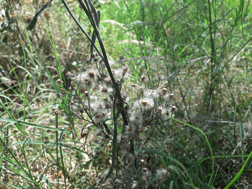 Native forest