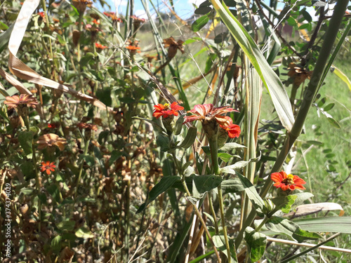 Native forest