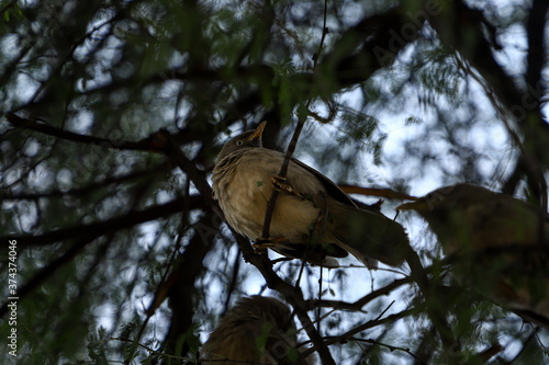 Jungle babbler sitting on a tree in Keoladeo Ghana National Park, Bharatpur, India