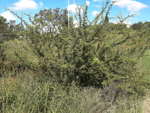 Native forest