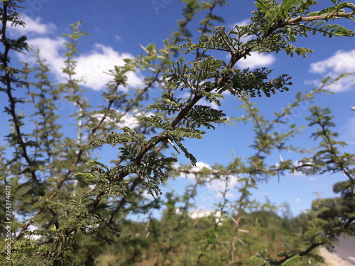 Native forest