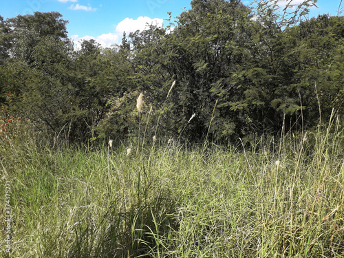 Native forest