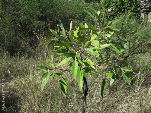 Native forest