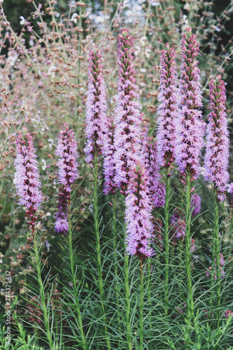 Vertical natural background with lilac panicles of flowers