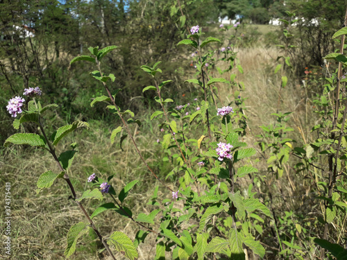 Native forest