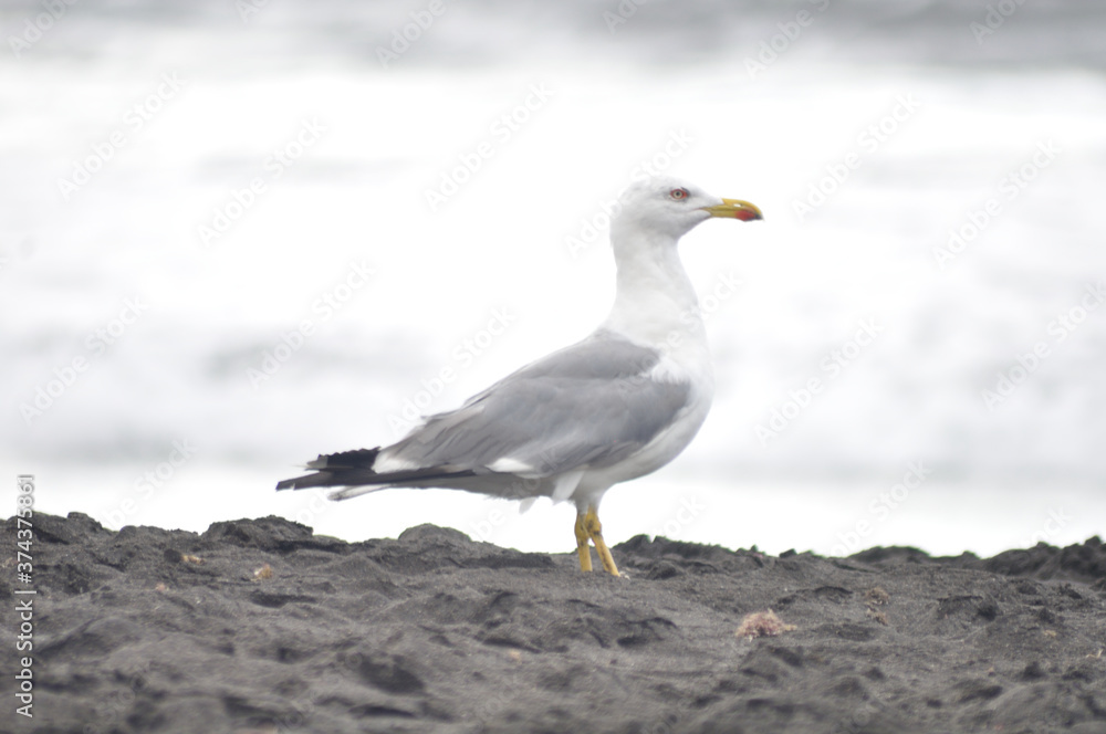 seagull resting on the beach seagull resting on the beach