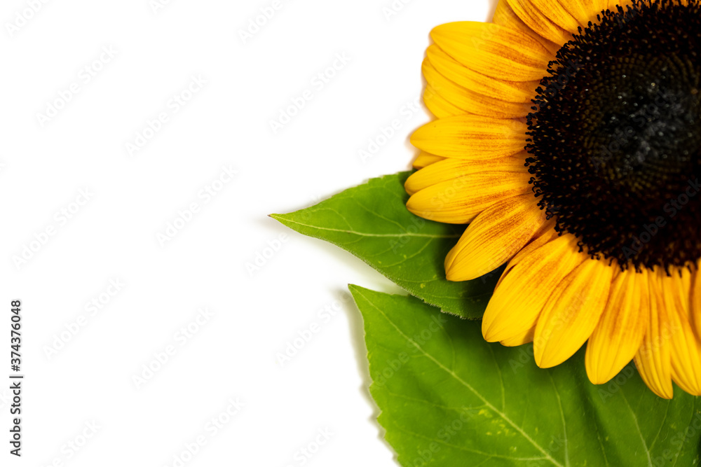 Obraz premium A single sunflower against a white background