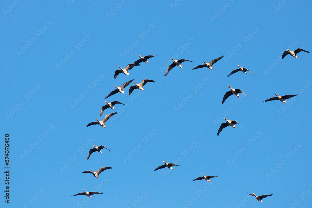 Fototapeta premium Small flock of Geese in the sky during a spring migration in Estonia, Northern Europe. 