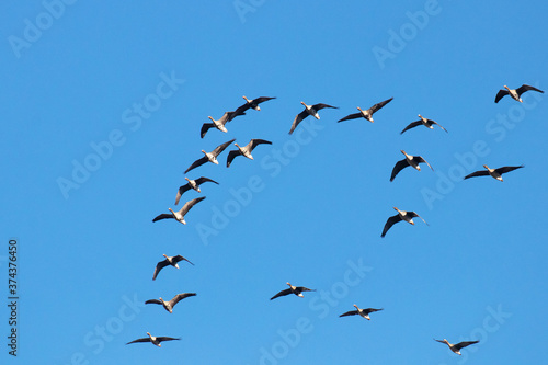 Small flock of Geese in the sky during a spring migration in Estonia, Northern Europe. 