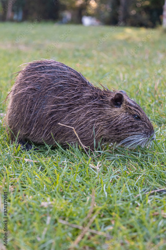 Coypu / Nutria in its environment, in a parc in France
We call it a Coypu / Nutria in its environment, in a parc in France
We call it a