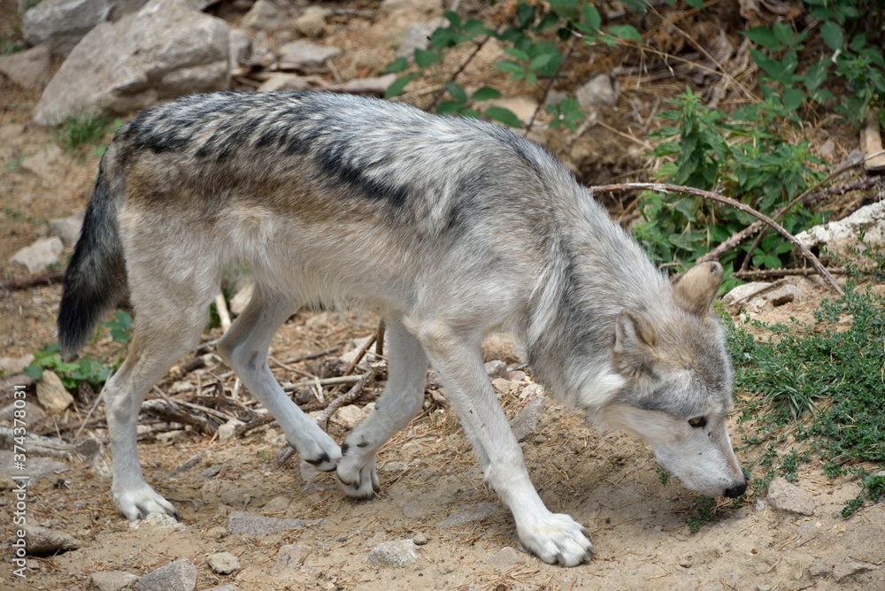 Fototapeta premium Loup