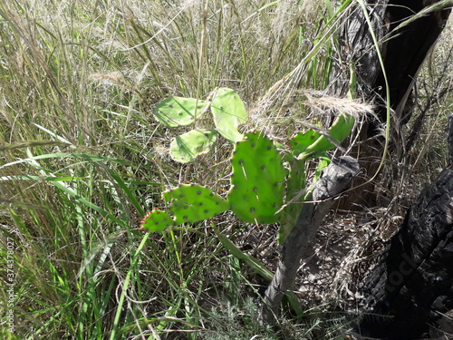 Native forest