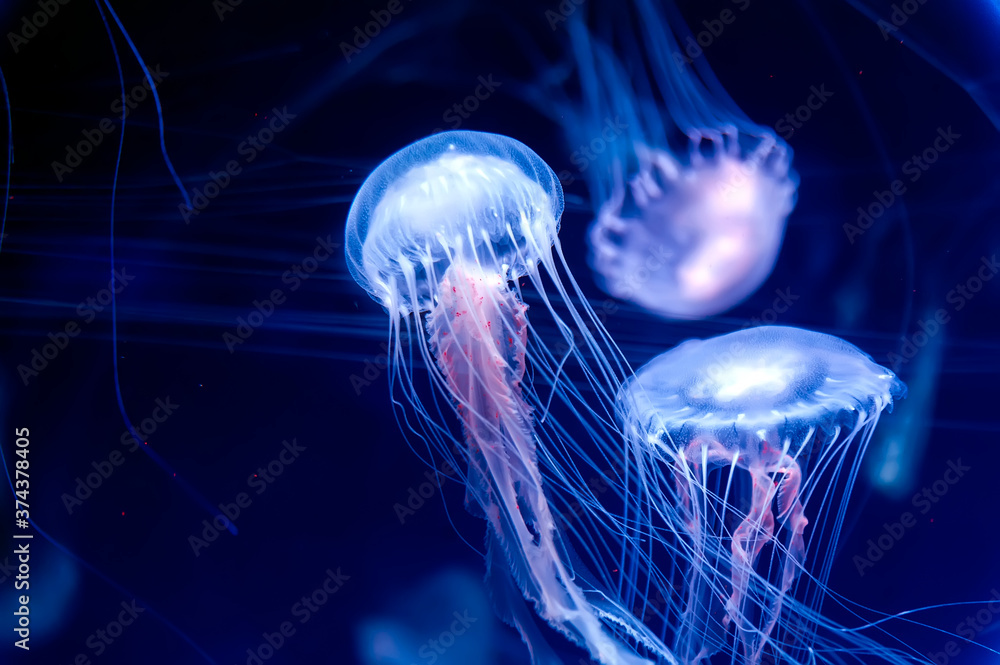 Amakusa jellyfishes (Sanderia malayensis) closeup Amakusa jellyfishes (Sanderia malayensis) closeup