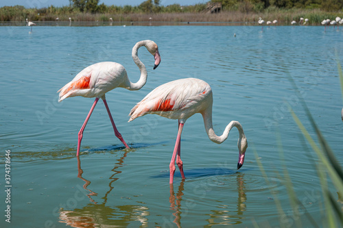 pink flamingo in the water