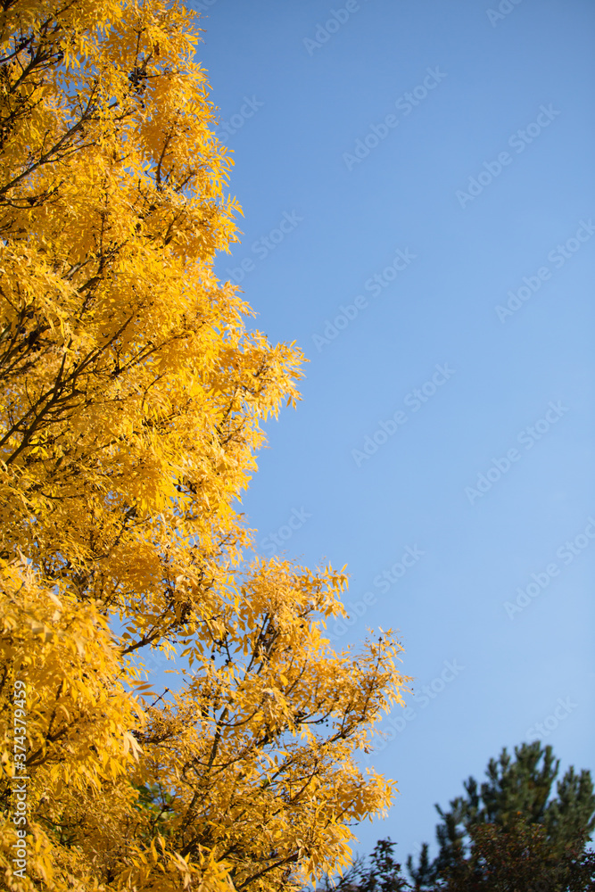 Natural autumn park backgorund, fresh yellow background with tree