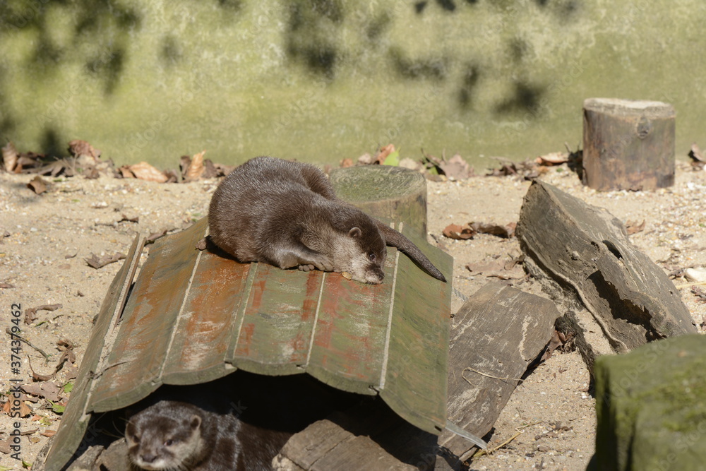 Obraz premium otter