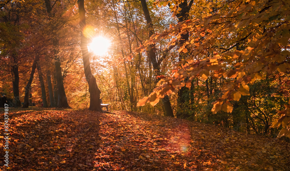 Fototapeta premium Paisaje de hojas secas, naranja, otoñal