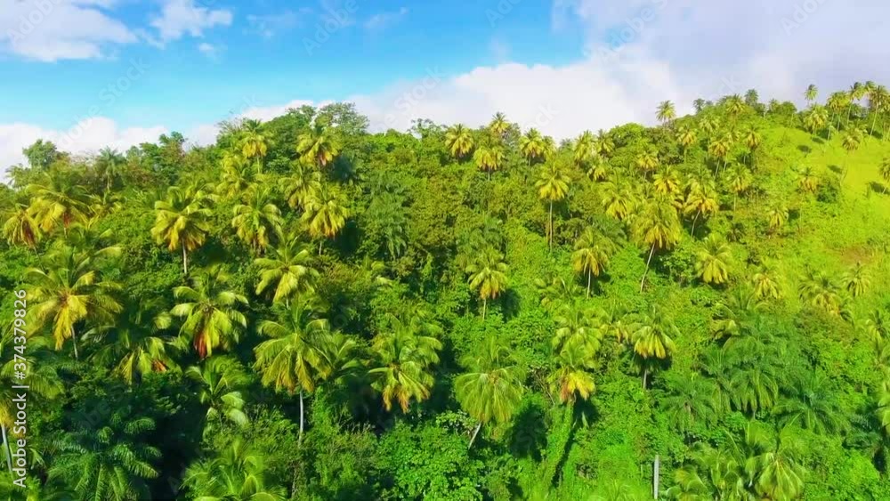 Rain forest on a hill, slow motion Rain forest on a hill, slow motion