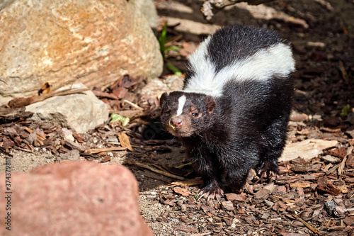 Streifenskunk ( Mephitis mephitis )