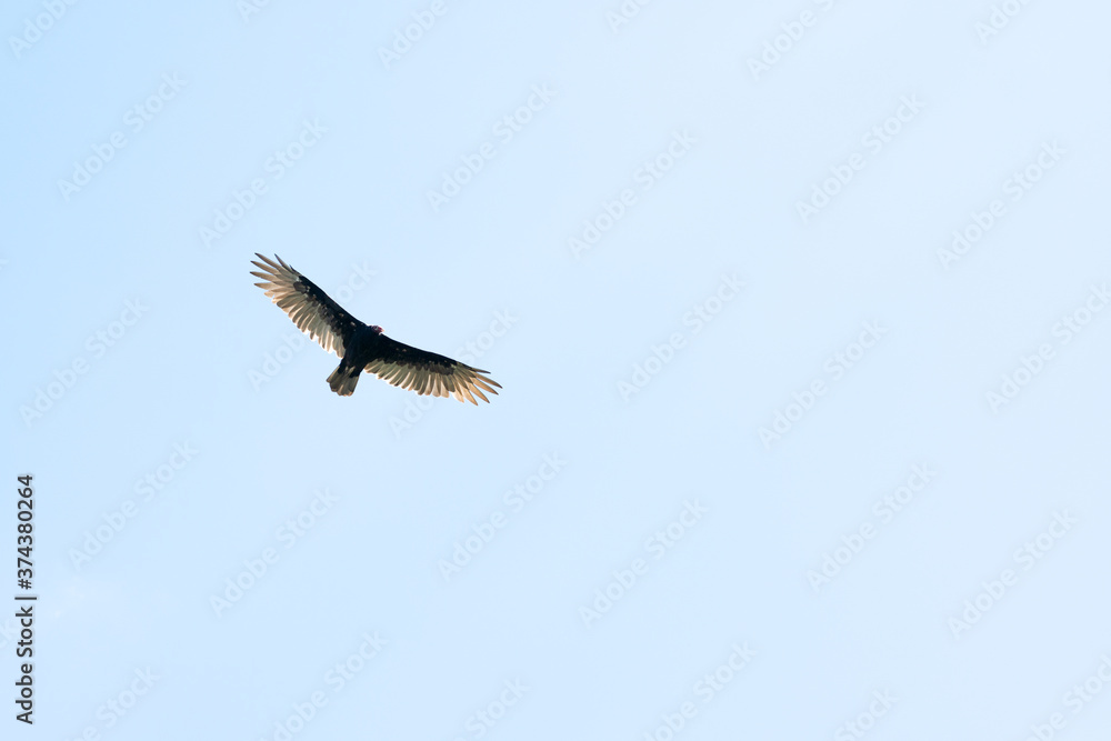 Fototapeta premium vulture in flight