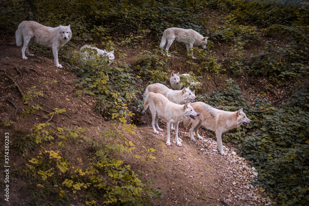 Wolves in a Canadian Park in France, waiting to be fed 