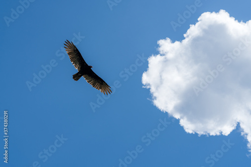 eagle in the sky