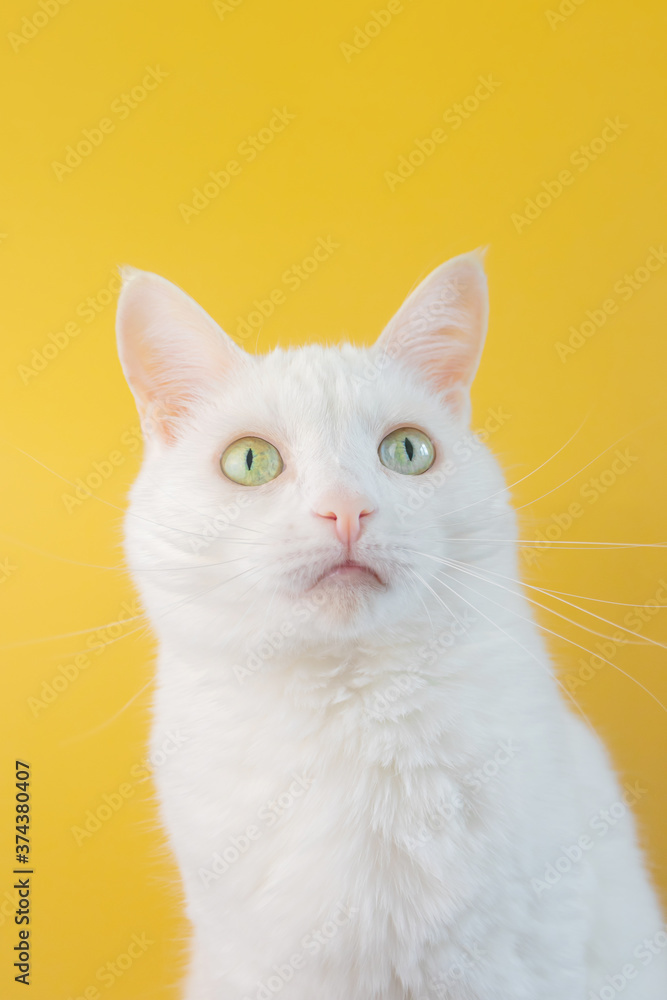 Portrait of a white cat with green eyes close-up on a yellow background. Cute funny pet. Portrait of a white cat with green eyes close-up on a yellow background. Cute funny pet.