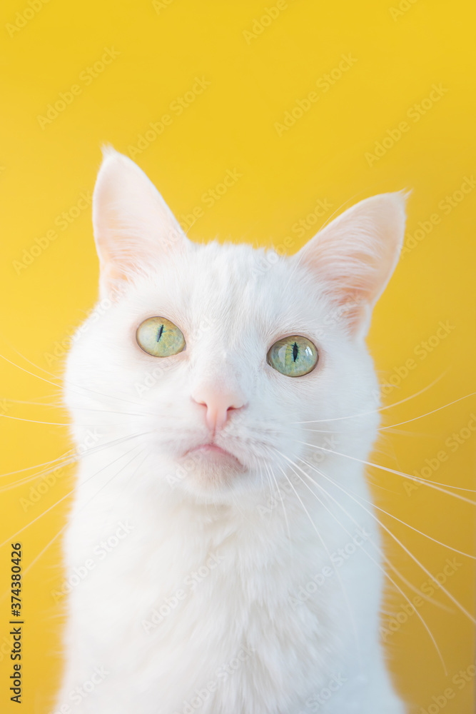 Portrait of a white cat with green eyes close-up on a yellow background. Cute funny pet. Portrait of a white cat with green eyes close-up on a yellow background. Cute funny pet.