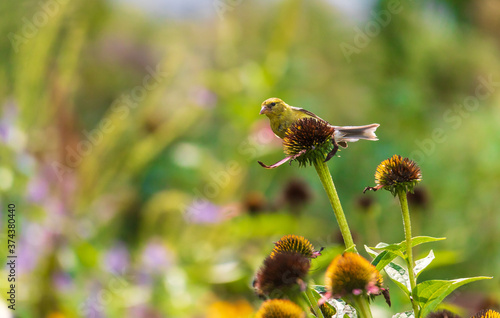 Goldfinch on an echinacea flower
