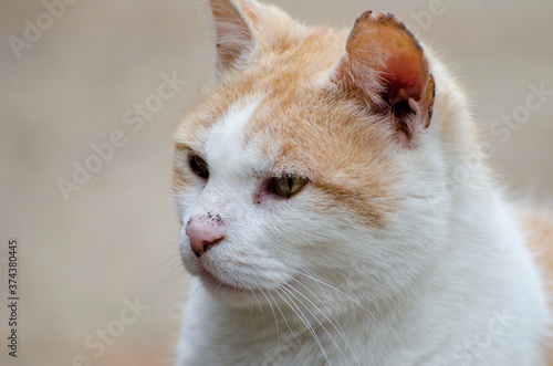 Moody Ginger Cat Portrait