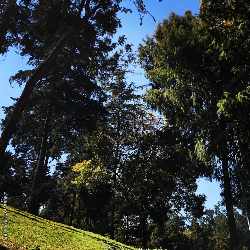 Obraz premium árboles