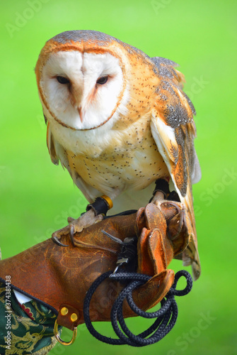 Close up of Barn Owl on Gloved Hand