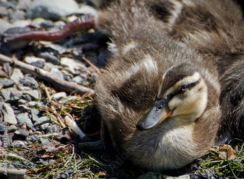 Mallard Wild Duckling by Lakeside