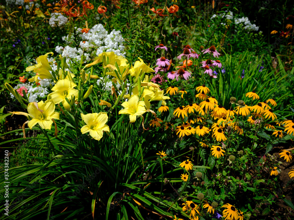 Obraz premium Yellow Lily flower heads with selective focus on foreground