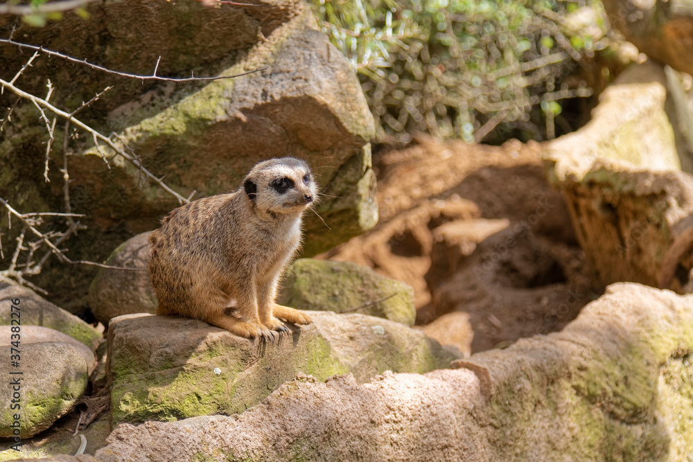 Fototapeta premium The meerkat watches anxiously.