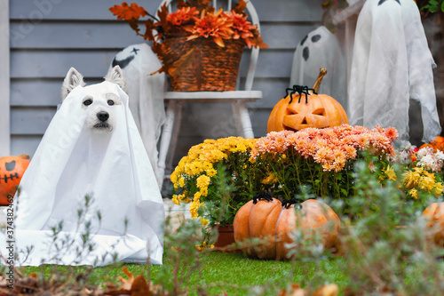 фотографія Funny dog west highland white terrier dressed in ghost costume is sitting near decorated with pumpkins house