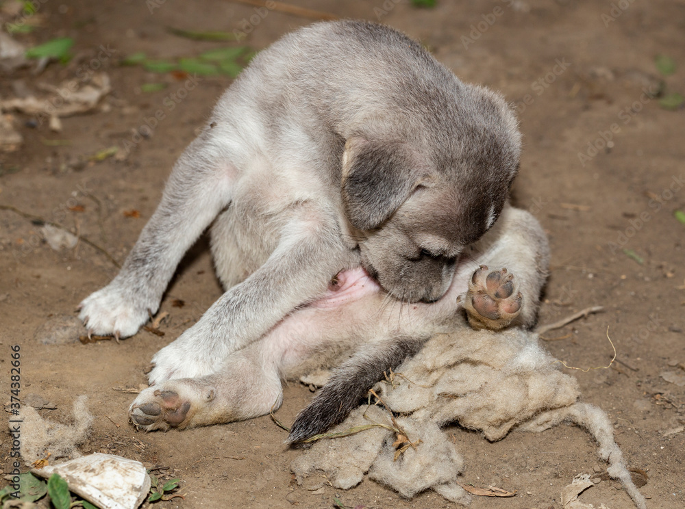 Obraz premium Little puppy. A young grey dog.