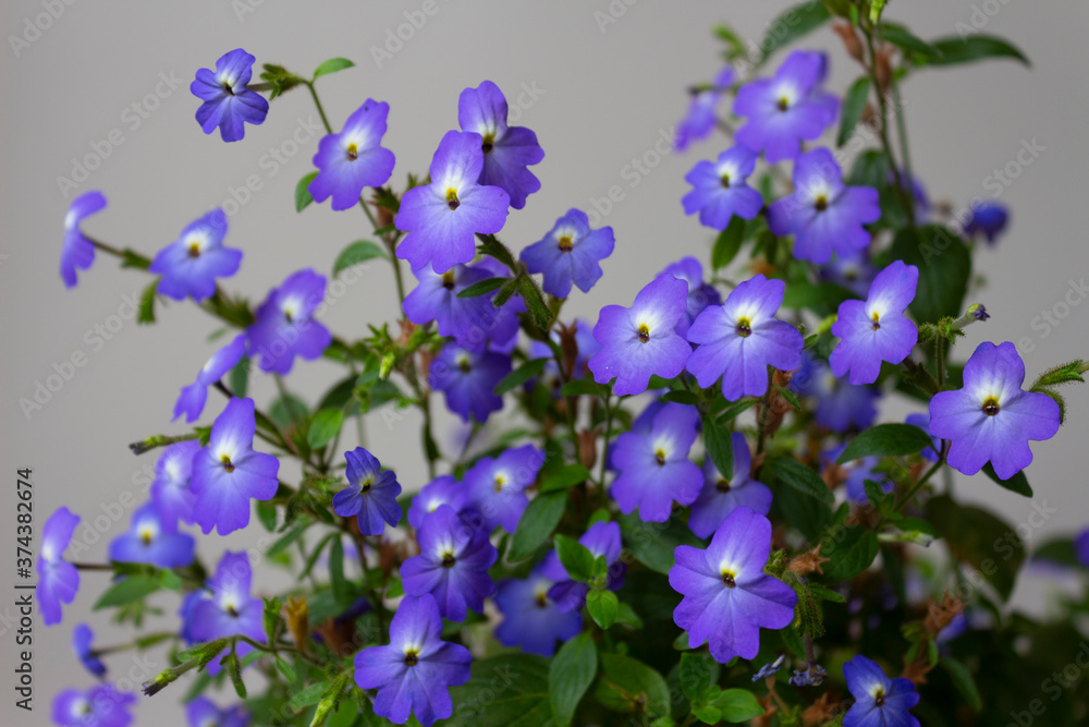 Brovallia American Fidelity with many adorable blue flowers on a light background