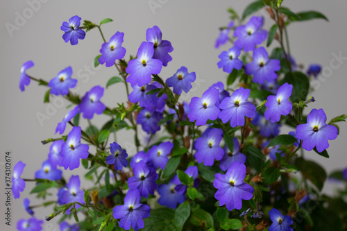 Brovallia American Fidelity with many adorable blue flowers on a light background