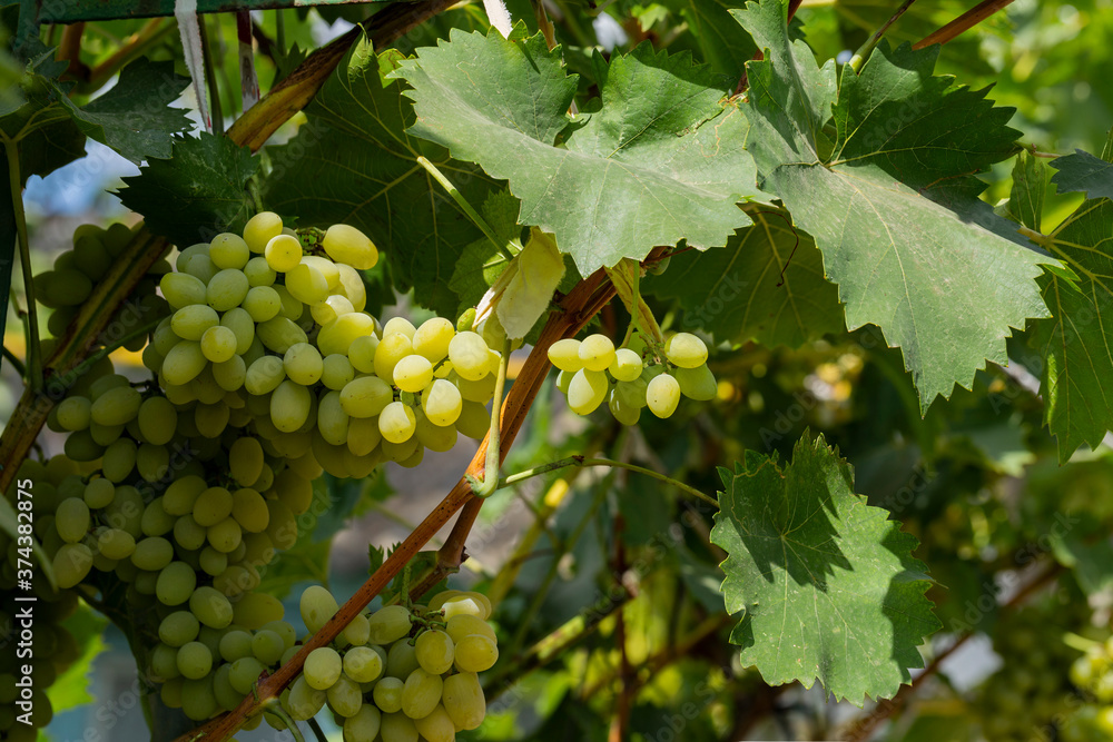 Bunch of White grapes in the vineyard. Winemaking in Moldova. Bunch of White grapes in the vineyard. Winemaking in Moldova.