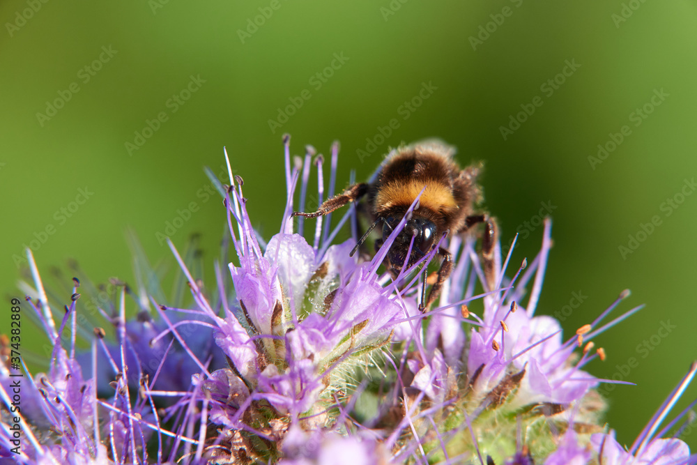 Bumblebee (Bombus) on purple flake flower. Photographed from the front. Macro. Germany, Swabian Alb. Bumblebee (Bombus) on purple flake flower. Photographed from the front. Macro. Germany, Swabian Alb.