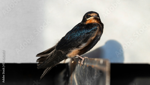 The barn swallow (Hirundo rustica). The nestling flew out of the nest and waits for the feeding.