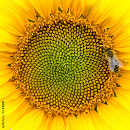 Close-up of the middle of a sunflower (Helianthus annuus) with a honey bee (Apis mellifera), square
