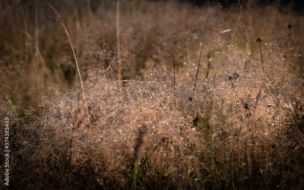 Glittering dew droplets over the dried grass leaves in the meadow at summer dawn Glittering dew droplets over the dried grass leaves in the meadow at summer dawn