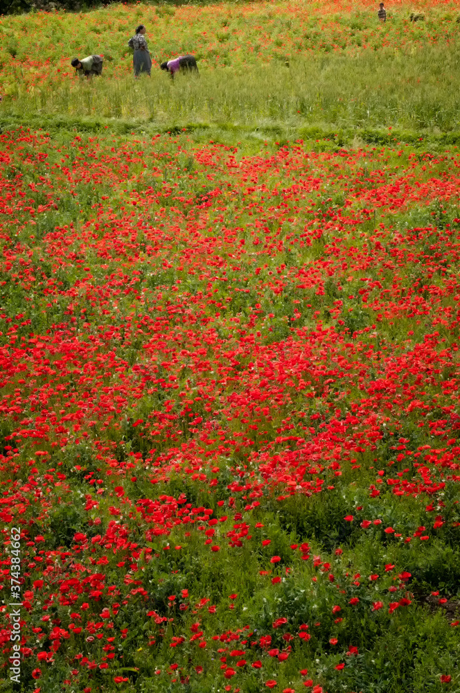 Poppy fields in the foothills of the Atlas Mountains;  Morocco